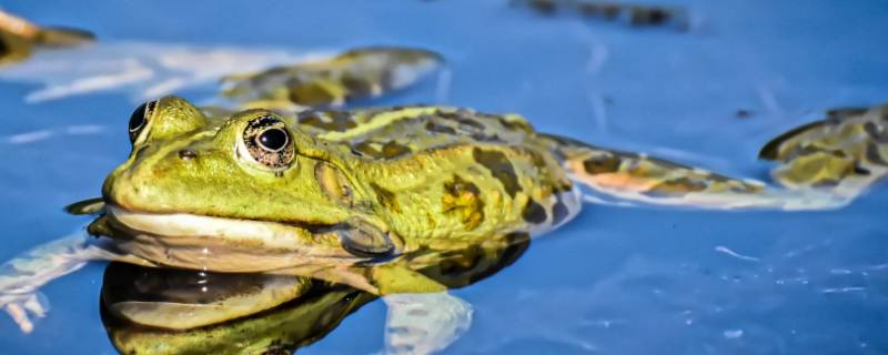 蛙类会选择什么面冬眠 冬天蛙类会选择什么面冬眠