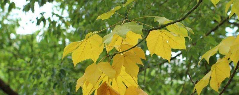 梧桐树象征着什么精神（梧桐树代表着什么精神）