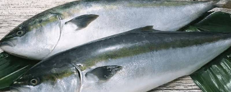 黄金鲅鱼怎么处理 黄金鲅鱼怎么做好吃