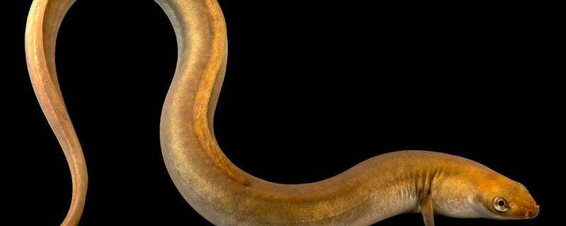 鳗鱼怎么处理干净（鳗鱼处理方法）