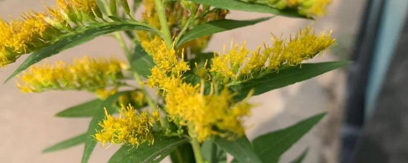 加拿大一枝黄花怎么来的（加拿大一枝黄花的用途）