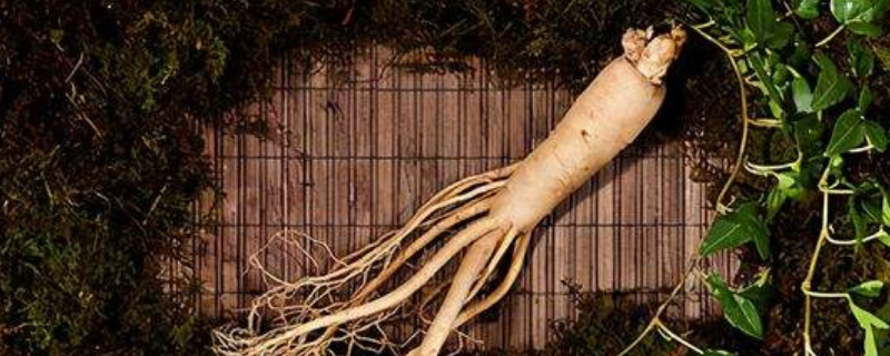 人参有保质期吗（东北人参有保质期吗）