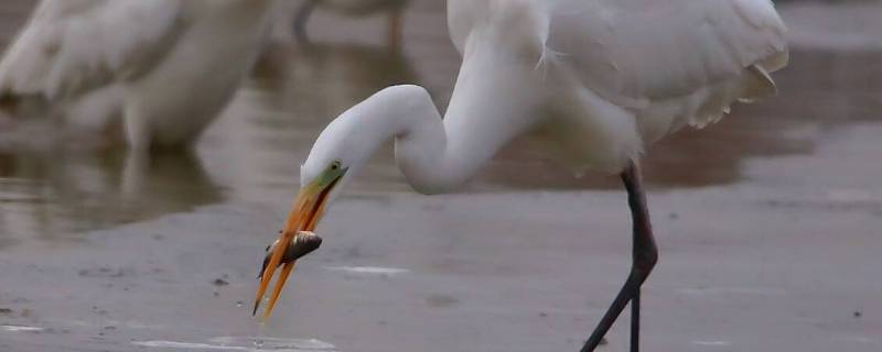 白鹭是怎样捕食的（白鹭是怎样捕食的说明文）