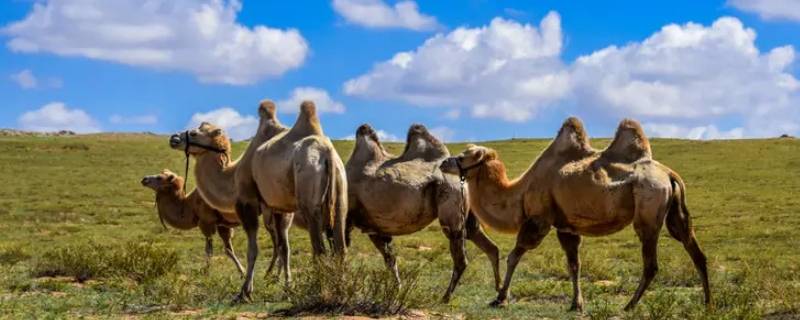 苏尼特是哪个地区（苏拉特是哪个国家的）