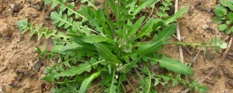 荠菜的保鲜储存方法（新鲜荠菜的保存方法）