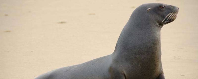 seal是海狮还是海豹 seal有海豹的意思吗