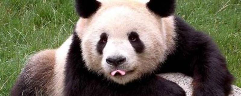 熊猫能活多久 熊猫能活多久英语