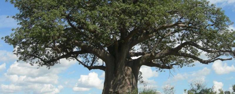 树怕伤皮不怕空心的原因是什么（为什么有句老话说树怕伤皮不怕空心）