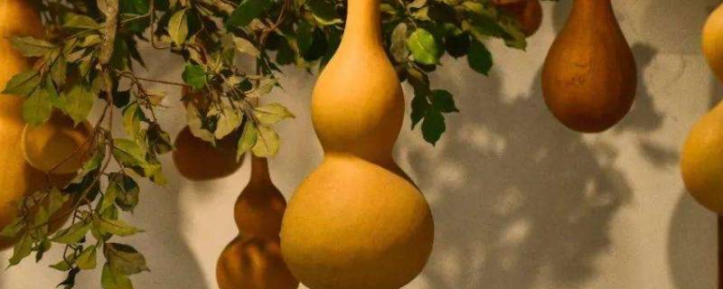 葫芦长什么样子 能吃的葫芦长什么样子