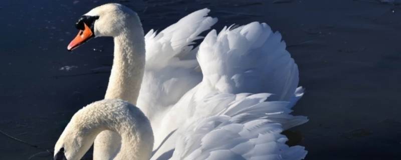 鹅寓意（大白鹅寓意）