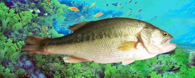 鲈鱼蒸多久 鲈鱼蒸多久最佳时间