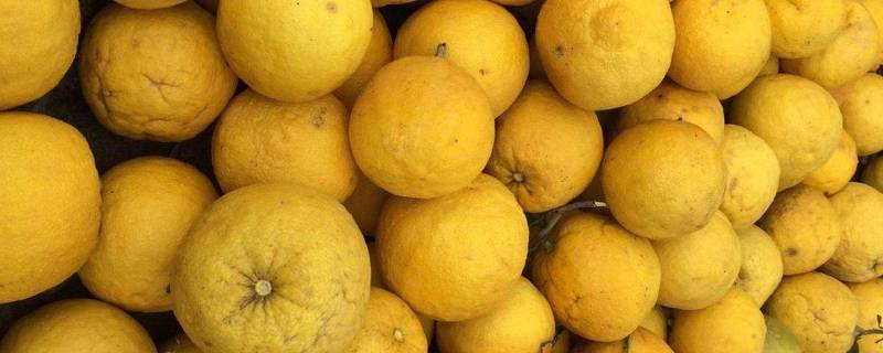 像柚子又不是柚子的水果是什么（西柚是哪种柚子）