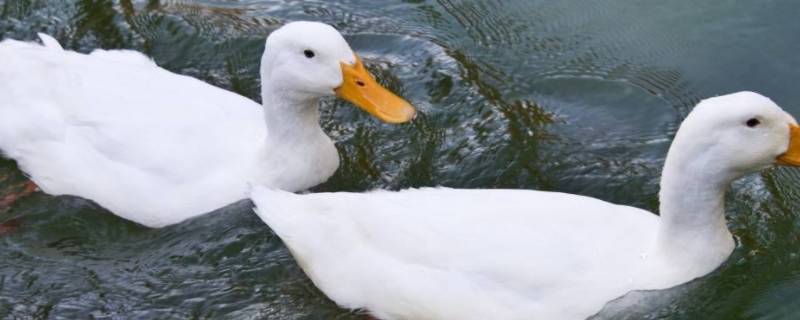 鸭子可以吃什么 鸭子可以吃什么水果