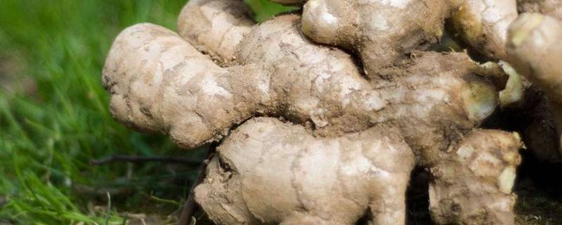 生姜能耐受几度的低温 生姜最高耐受的温度