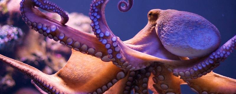 不属于鱼类的是什么鱼 不属于鱼类的是什么鱼类