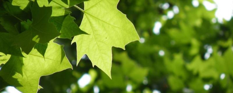 生活中有纹理的东西（生活中有纹理的东西而且还能复印的）