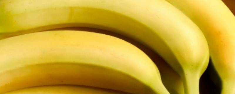 香蕉长什么样 香蕉长什么样可以砍下来了