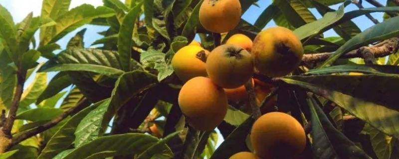 枇杷产自哪个国家（枇杷原产于哪里）