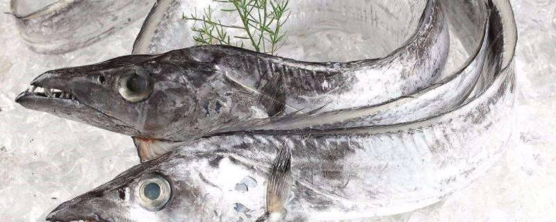 怎样清理带鱼 怎样清理带鱼内脏