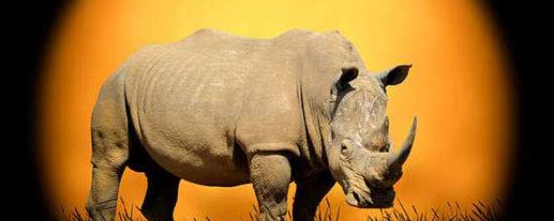 为什么要割犀牛角（为什么要割掉犀牛角）