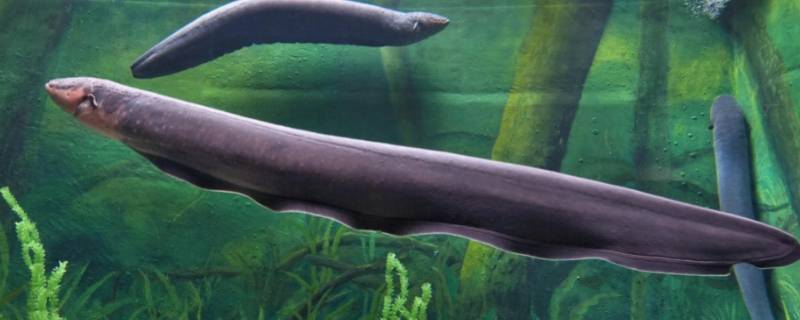 什么鱼有电（什么鱼有电?）