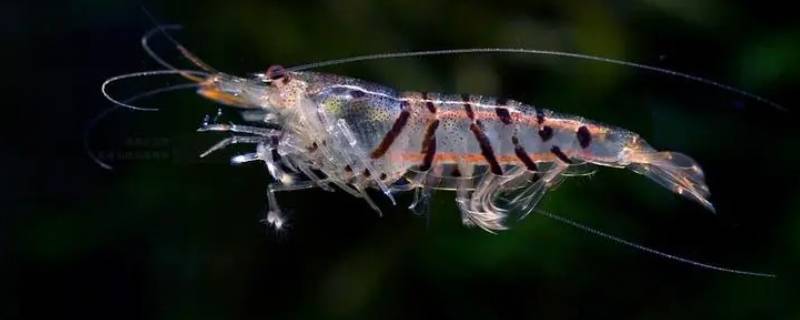 虾分类 虾分类依据