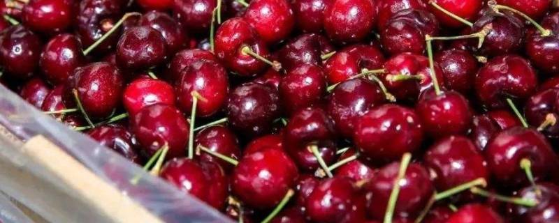 车厘子不打开塑料包装可以放多久（车厘子放塑料盒需要密封吗）