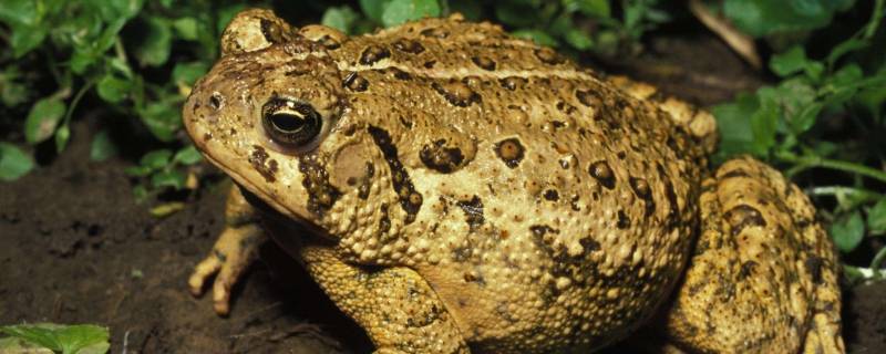 虾蟆与蛤蟆区别 蛤蟆和癞蛤蟆