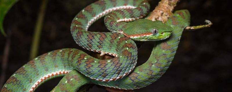 蛇一共有几条腿 蛇有两条腿