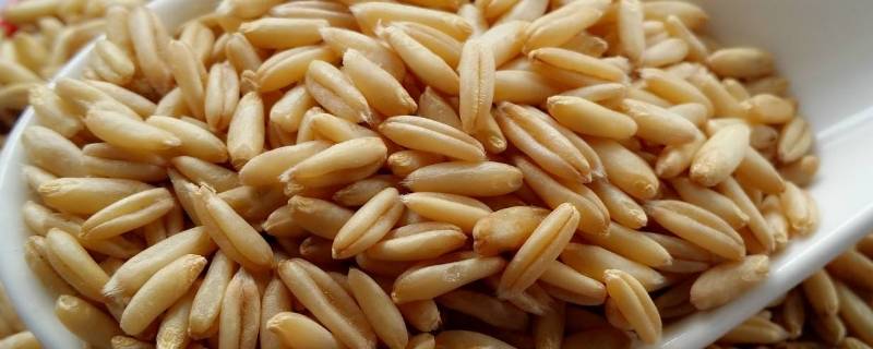 裸燕麦和皮燕麦有区别吗（裸燕麦和皮燕麦有什么区别）