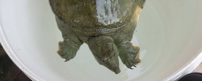 冬天甲鱼藏在泥里多深(冬天甲鱼放在沙子里的过程)