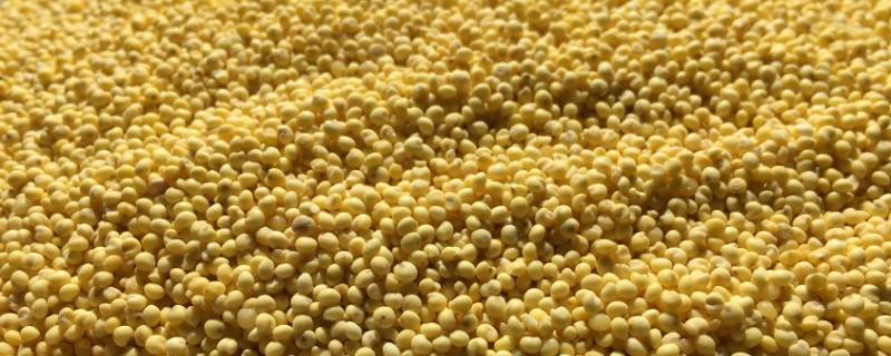 大黄米是什么米（大黄米是什么米是小米吗）