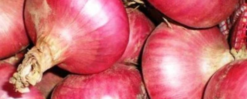 洋葱切开放冰箱能放多久（洋葱切了放冰箱能放多久）