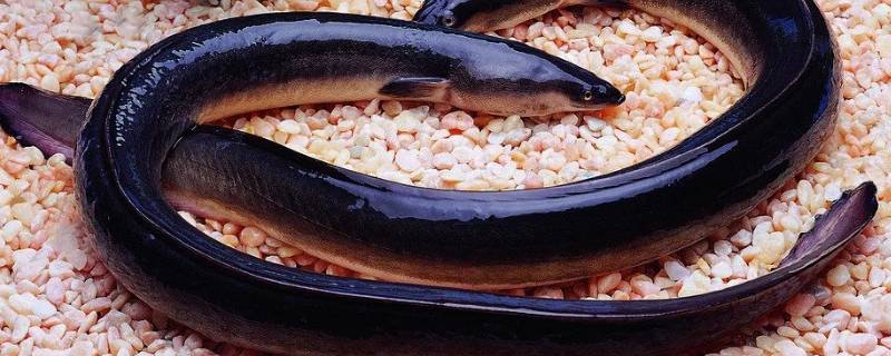 鳗鱼怎么清洗干净（鳗鱼怎么处理干净）