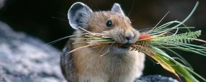 老鼠吃什么食物为主（老鼠应该吃什么）