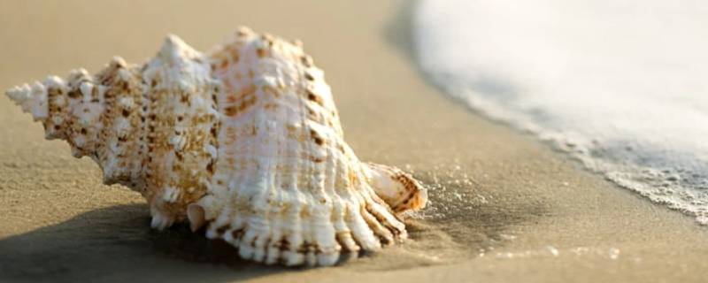 贝壳有哪些种类 贝壳有哪些种类?像什么?