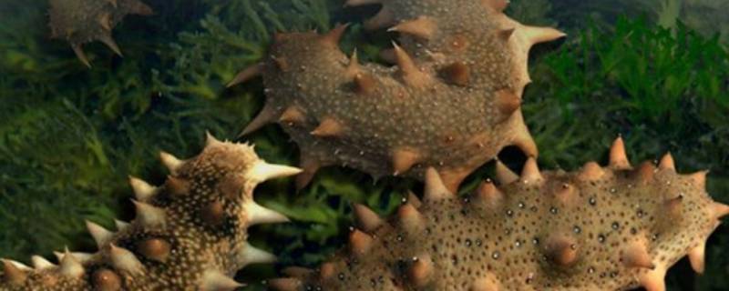 如何发海参（如何泡发海参最好方法）