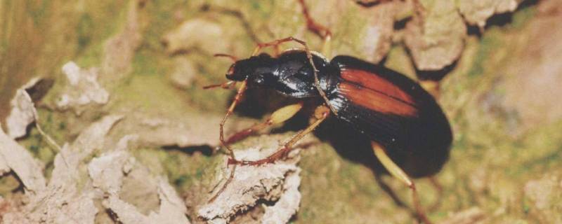 金步甲爱吃什么（金步甲爱吃什么为什么）