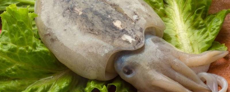 目鱼和墨鱼有什么区别 目鱼和墨鱼有什么区别?