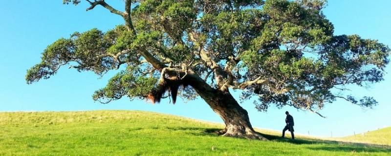 树能活多少年 橘子树能活多少年