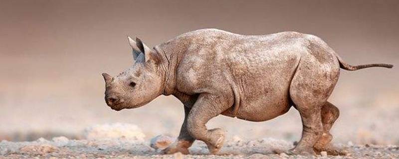 犀牛会游泳吗（犀牛会游泳吗请回答）