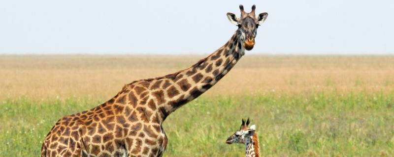 长颈鹿有多重（一只长颈鹿有多重）