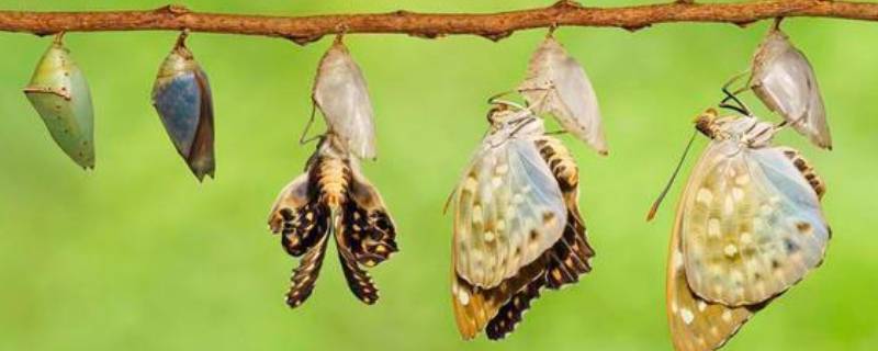 蛹变蝴蝶的过程（蛹变蝴蝶的过程简笔画）