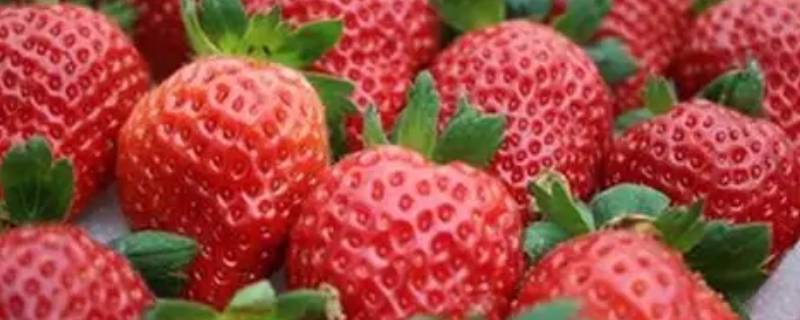 洗草莓要不要摘掉叶子（洗草莓上面的叶子要拿掉吗）