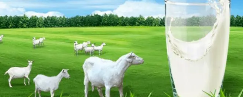 羊奶和牛奶的区别是有哪些 羊奶和牛奶有什么区别吗