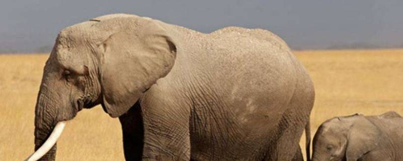 大象的外形特点 大象的外形特点描写一段话