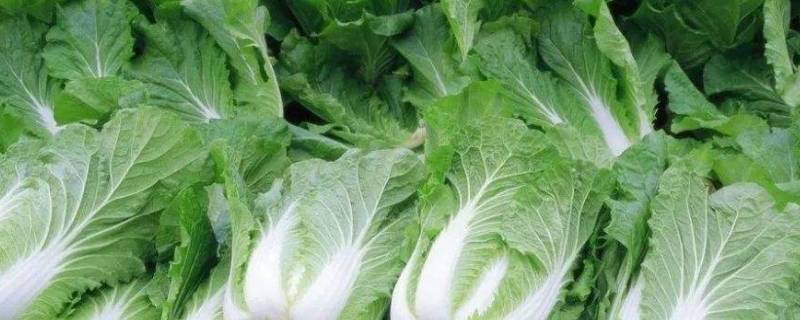 地里挖坑怎样储存白菜 白菜埋地里储存