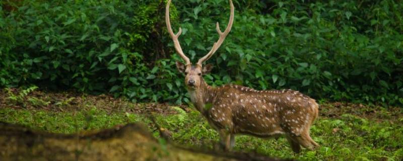 轴鹿是什么（轴鹿是什么动物）