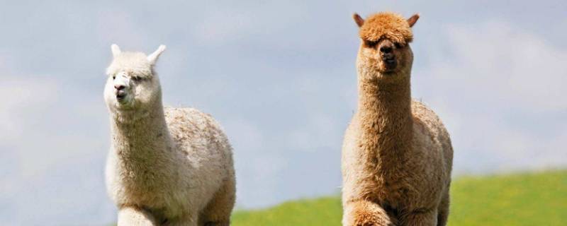 羊驼吃什么（羊驼吃什么蔬菜）