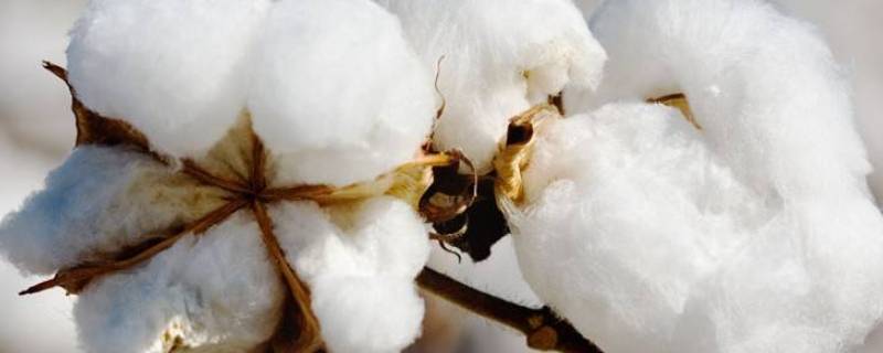 棉是什么季节开的（棉花是什么季节开的）